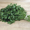 Italian Plain Leaf Parsley Seeds - Heirloom, Fragrant, Healthy Herb - Petroselinum crispum - 300-5000 Seeds