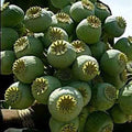 Giant Rattle Poppy Seeds - 10,000 Count - P. somniferum Giganteum - 2025 Harvest Blooms Pods