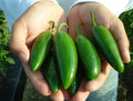 Jalapeno Pepper Seeds - Heavy Yielding Variety for Salsas & Stuffed Poppers - Capsicum annuum