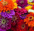 California Giant Zinnia Seeds | 50 Seeds for Planting | Colorful Garden Flowers | Zinnia elegans