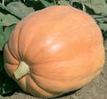 Mammoth Gold Giant Pumpkin Seeds - 10 Heirloom Organic Non-GMO Seeds - 40-60 lbs Yield