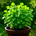 Slow Bolt Cilantro Seeds - Heirloom Non-GMO Coriander - 800+ Seeds - Culinary Herb for Home Gardening