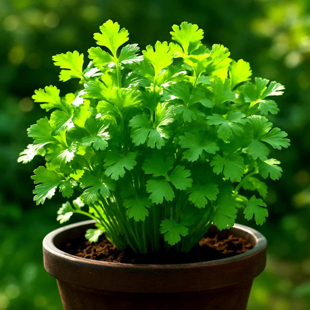 Slow Bolt Cilantro Seeds - Heirloom Non-GMO Coriander - 800+ Seeds - Culinary Herb for Home Gardening