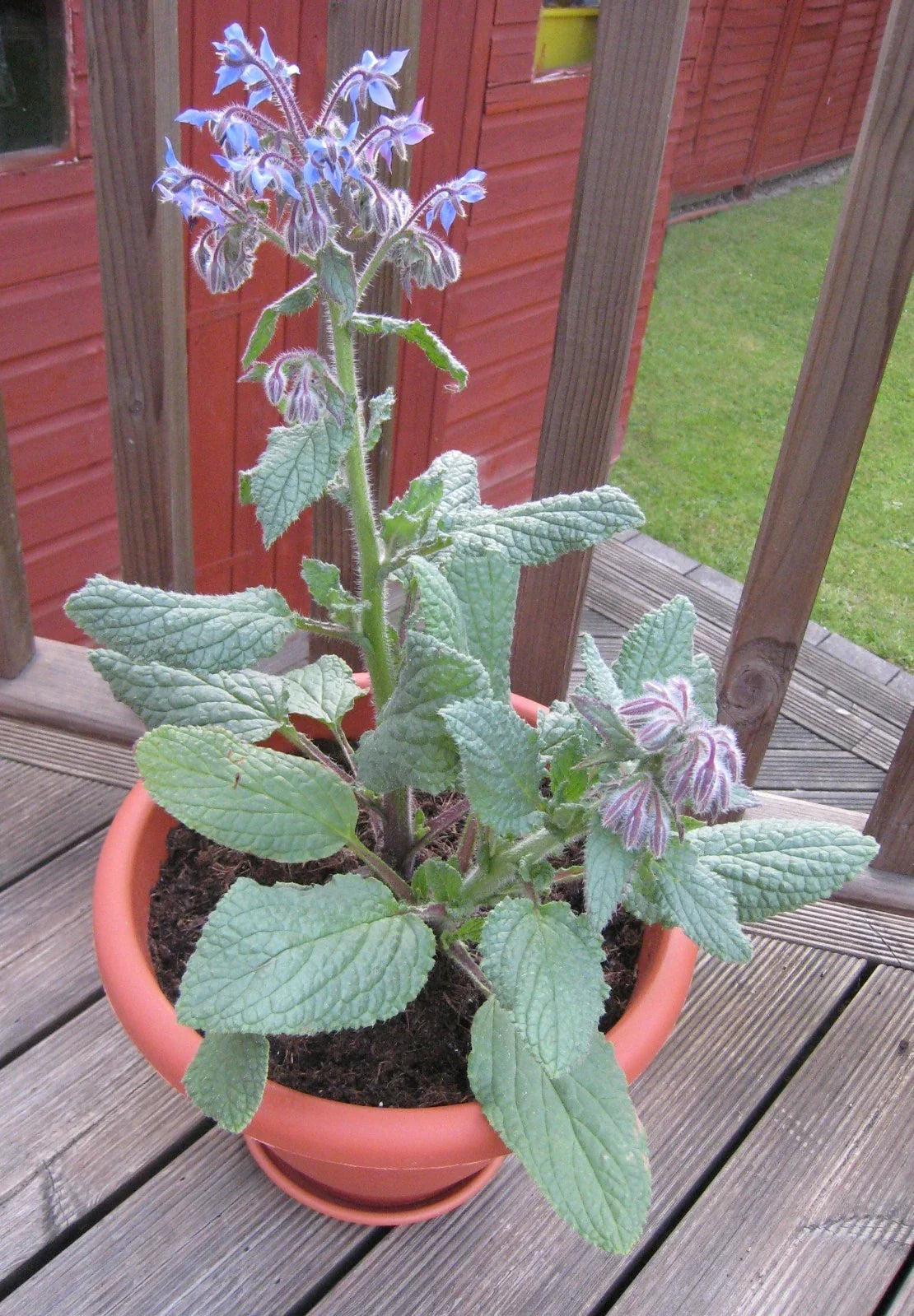 Borage Herb Plant - 100 Seeds - Exhilarating Herb of Gladness, Healthful Benefits - Borago officinalis