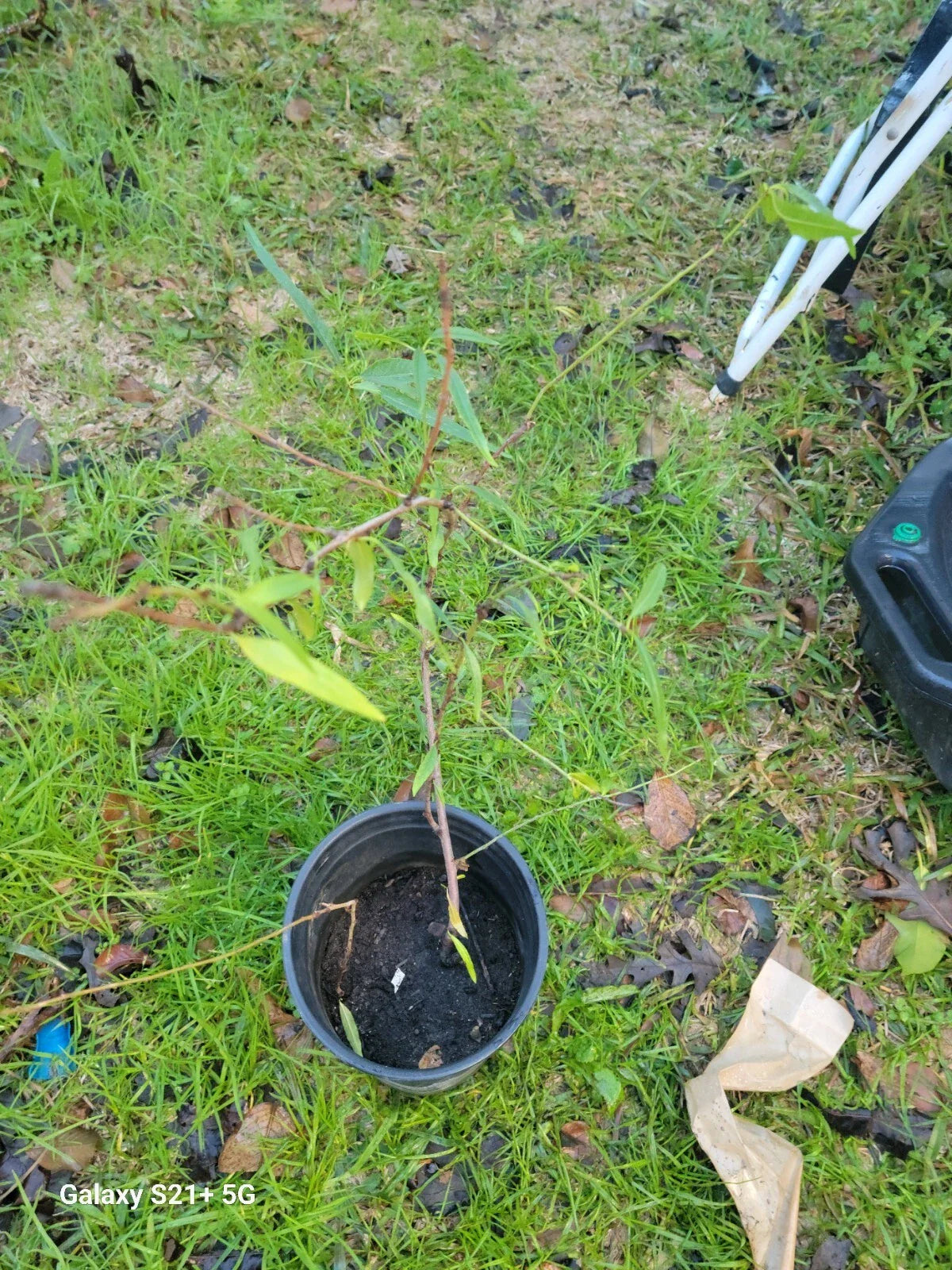 Nectarine Small Tree, Dwarf Variety, Fruiting Tree, Prunus persica var. nucipersica