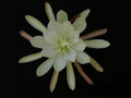 Epiphyllum Orchid Cactus Cutting - Creme de Menthe Variety - Don's Cuttings September 2023