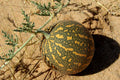 Colocynth Bitter Apple Seeds - 15 to 300 Seeds, Citrullus colocynthis, Bitter Cucumber Vine of Sodom