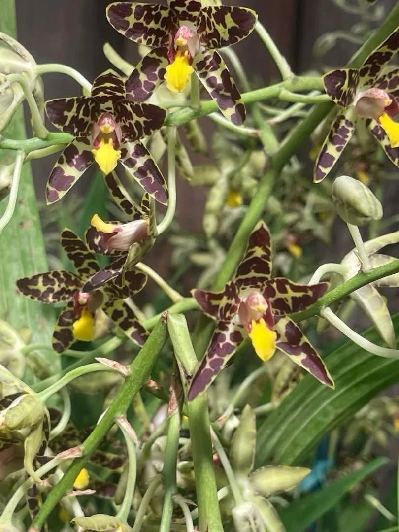 Orchid Plant 1 Stem Ansellia Africana Division No Pot - Exotic Indoor Flowering Plant