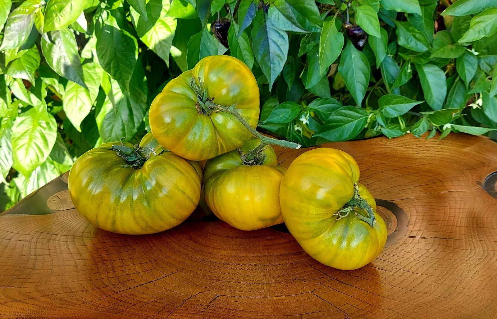 Cherokee Green Tomato Seeds - 10 Pack - Heirloom, Organic, Non-GMO - Rare Variety