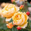 David Austin ROALD DAHL Live Rose Cuttings 5-8" Long, Unrooted, 3 Stems, Fresh, Fragrant Rose (Rosa 'Roald Dahl')