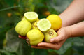 Lemon Cucumber Seeds - Organic Heirloom - Rare Non-GMO Variety - Cucumis sativus