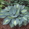 Hosta Plant in 5.25" Pot | Touch of Class Variety | Well Rooted Perennial for Shade | Hosta 'June Sport'