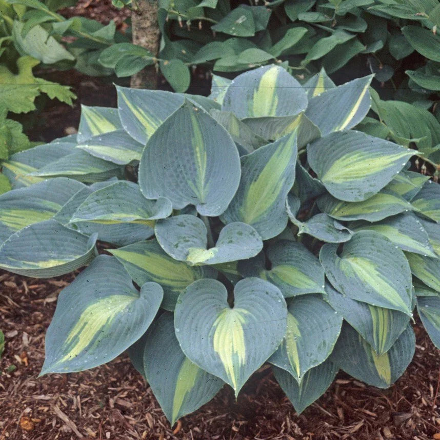 Hosta Plant in 5.25" Pot | Touch of Class Variety | Well Rooted Perennial for Shade | Hosta 'June Sport'