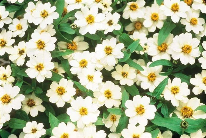 Profusion Double White Zinnia Seeds - 100+ Count - Zinnia elegans - Ideal for Garden Planting - USA Shipping