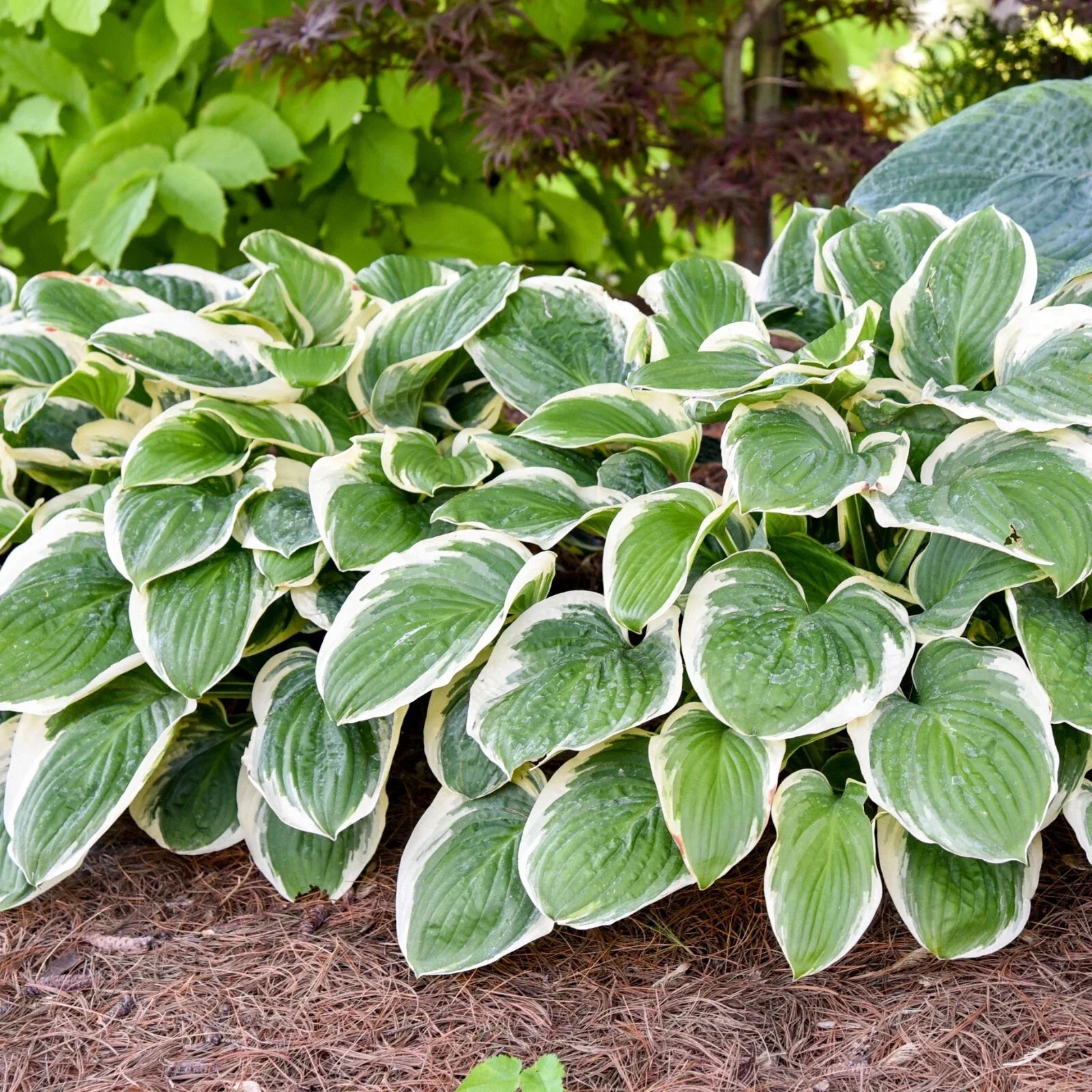 Hosta Plant Royal Wedding 5.25" Pot Perennial Shade Hardy Plant (Hosta 'Royal Wedding')