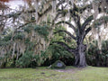 Live Oak Tree 6"-12" Rooted Florida Evergreen Quercus Virginiana Plants