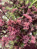Sedum Mojave Jewels Ruby Bare Root Plant - Attracts Bees, Drought-Tolerant Succulent, Sedum spurium