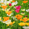 California Poppy Seed Mix, 250 Seeds, Colorful Varieties, Eschscholzia californica