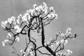 Cherry Tree Bonsai Seeds - 20 Pack - Ideal for Planting - Prunus avium