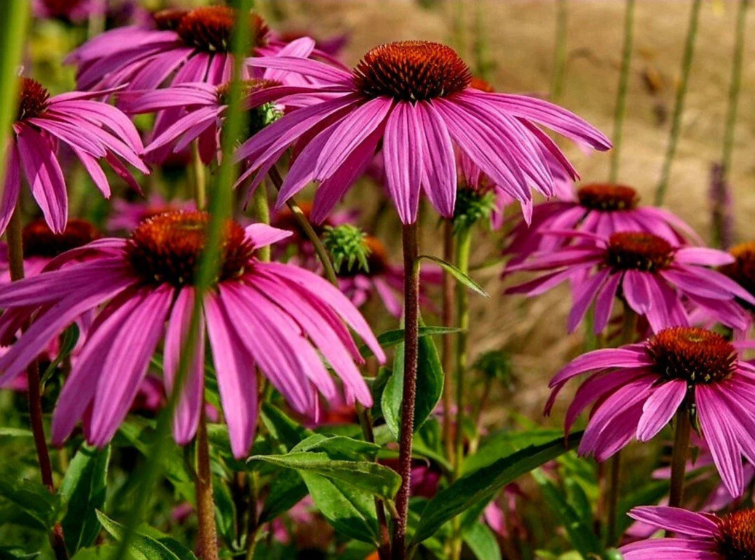 Purple Coneflower Seeds - 50 Organic Heirloom Echinacea Purpurea - Non-GMO USA Grown