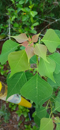 Rare Popcorn Tree Sapling 2-Pack - Southern Alabama Grown - Triadica sebifera - Unique White Seed Tree