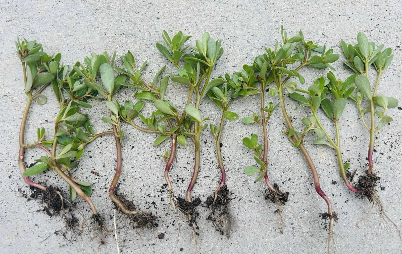 Edible Purslane Live Plant, Organic Starter Plant, Portulaca oleracea, Fresh Culinary Herb