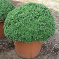 Dwarf Greek Basil Seeds - 100 to 5000 Pack - Ideal for Containers - Ocimum basilicum