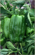 Big Bertha Sweet Pepper Seeds - 100+ Non-GMO Heirloom Organic Seeds - Capsicum annuum - Huge Yield