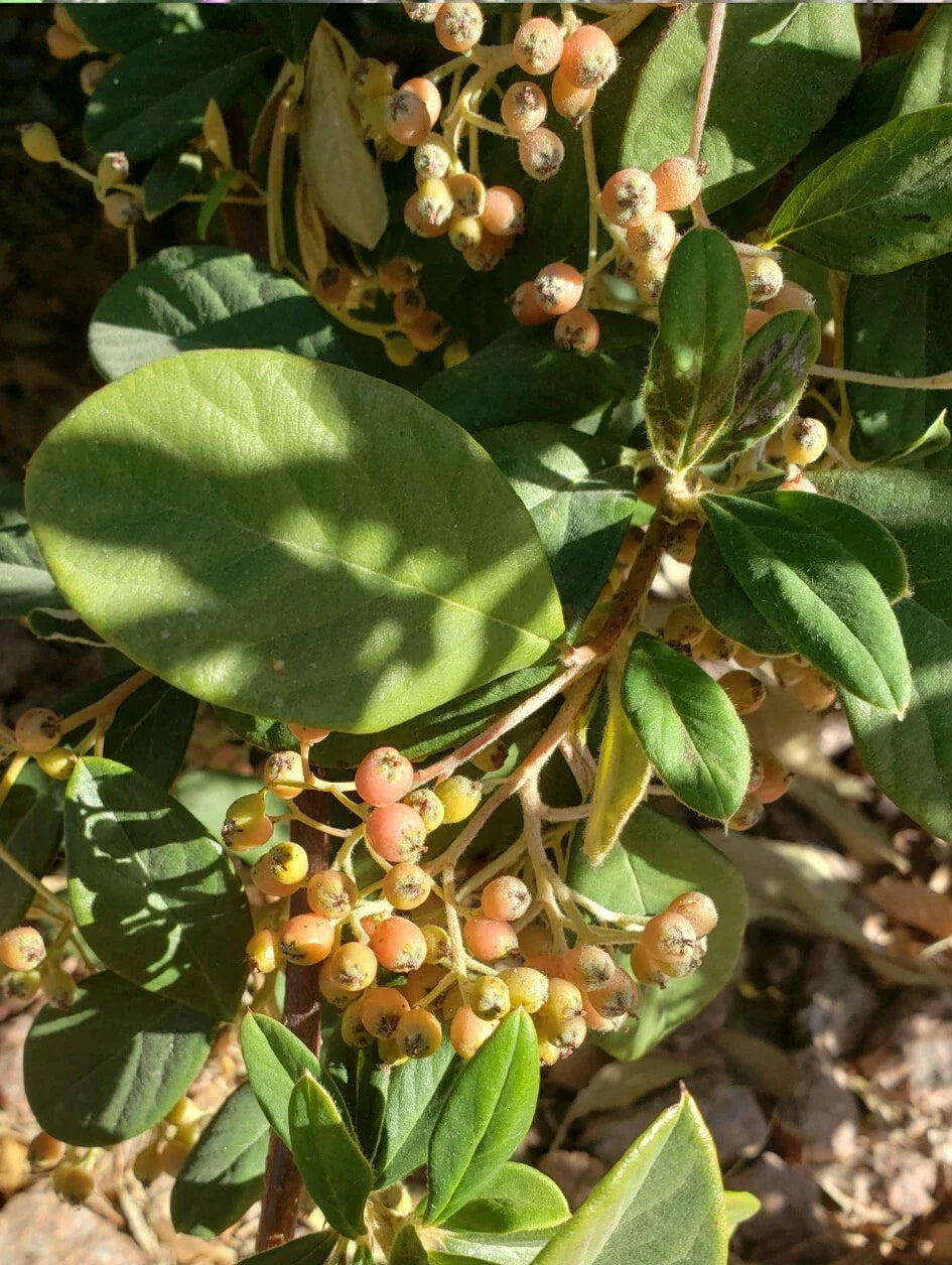 Late Cotoneaster Seeds - 25+ Seeds - Cotoneaster lacteus - Hardy Shrub for Gardens and Landscapes