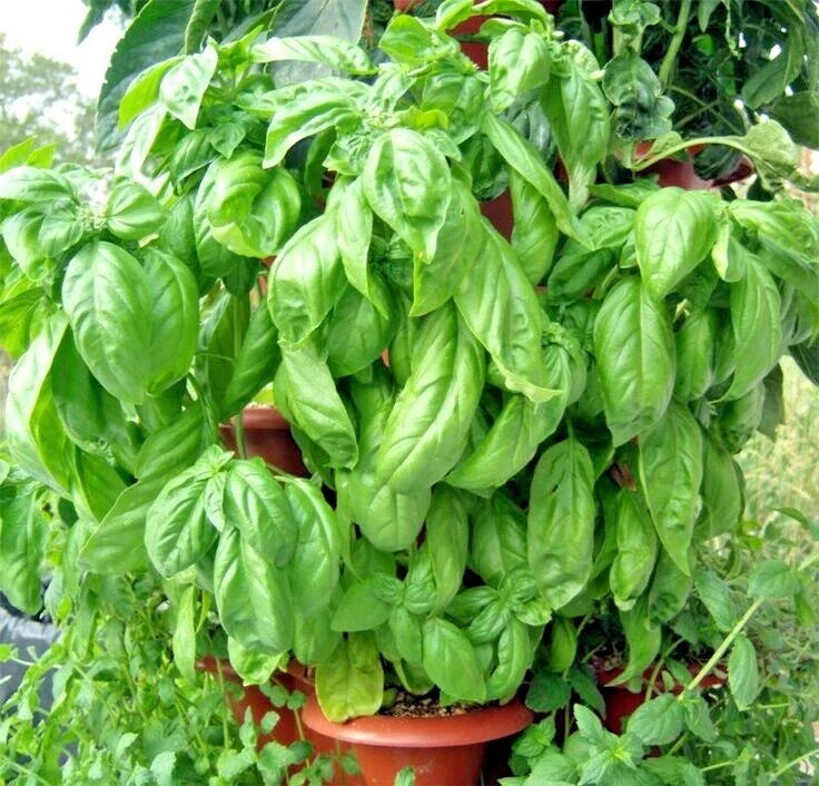 Organic Italian Large Leaf Basil Seeds | 301+ Premium Herb for Summer Garden & Patio Container | Ocimum basilicum