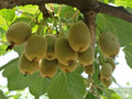 Kiwi Tree Seeds | 50 Seeds | Actinidia chinensis | Edible Fruit Seeds for Planting