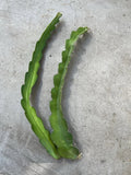 Dragon Fruit Cuttings 18” White Variety Hylocereus undatus Self-Pollinating Easy to Grow Plant Starter