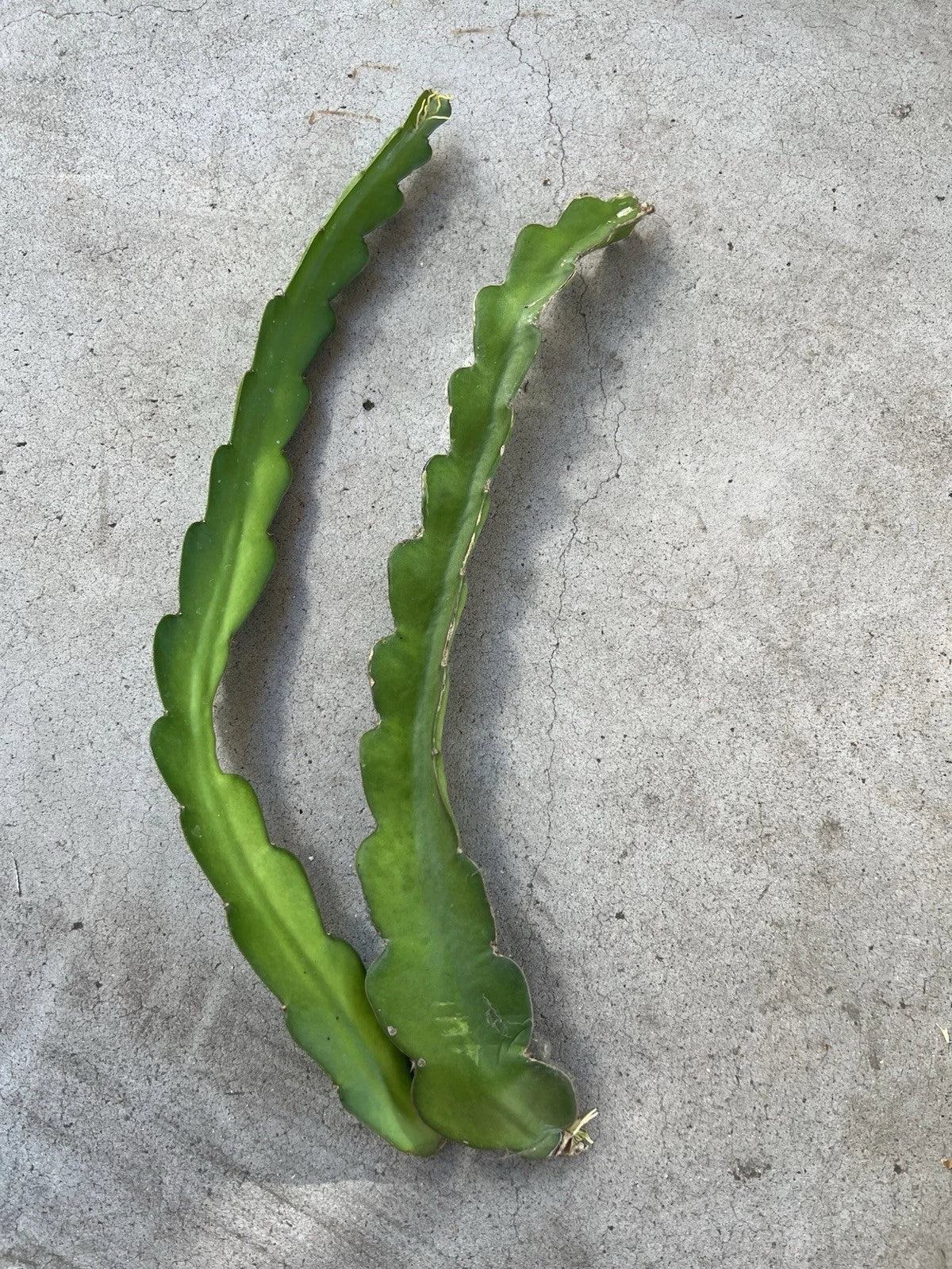 Dragon Fruit Cuttings 18” White Variety Hylocereus undatus Self-Pollinating Easy to Grow Plant Starter