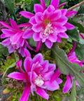Epiphyllum Orchid Cactus Starter Plant Cutting - Hocus Pocus Variety - Rooted Plant, Unique Houseplant