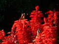 Scarlet Sage Seeds - 500+ Pack - Medicinal Herb Wildflower, Salvia Coccinea