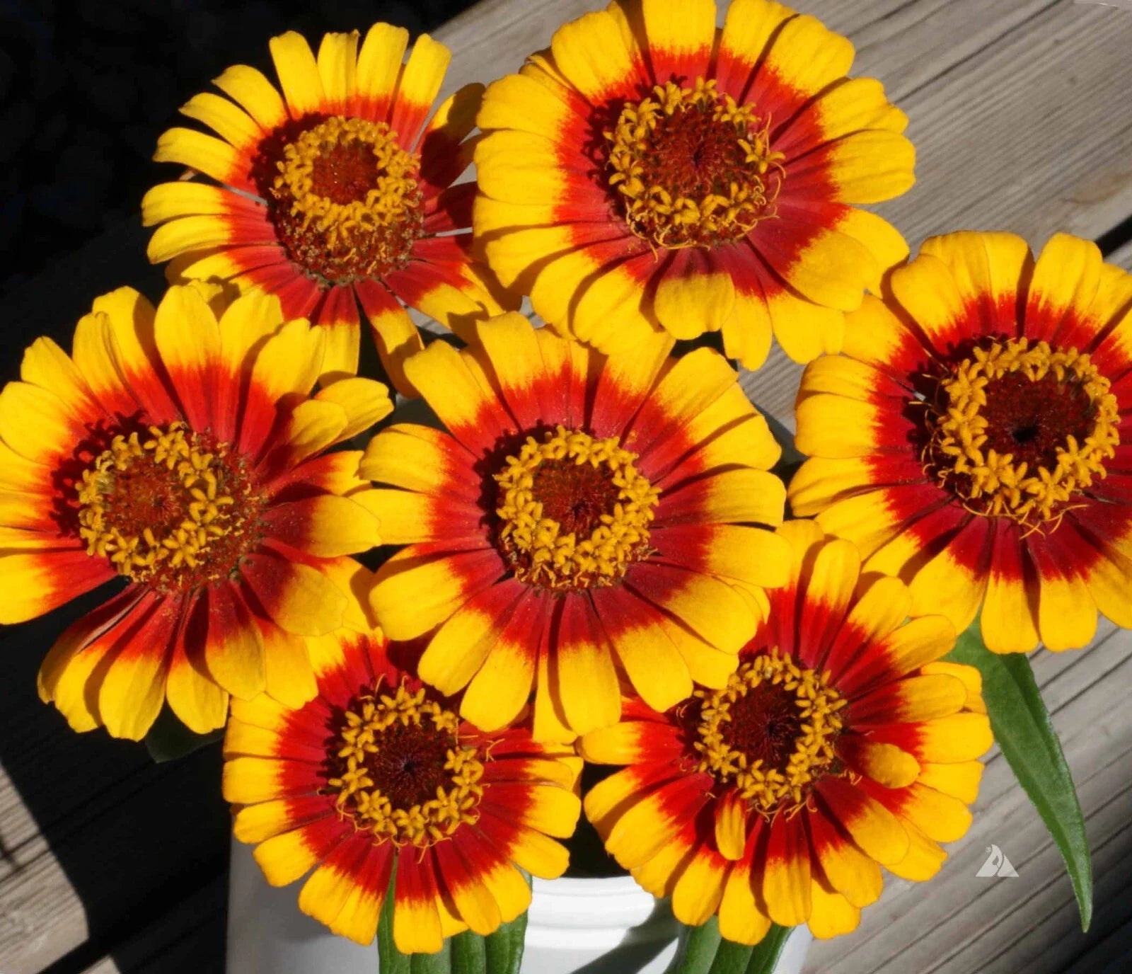 Zinnia Seeds Pack - 100+ Sombrero Variety - Colorful Garden Plants - Zinnia elegans