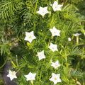 Cardinal Climber Vine Seeds - White Flowers, Morning Glory Variety, Pollinator Attractor - 50 Seeds (Ipomoea quamoclit)