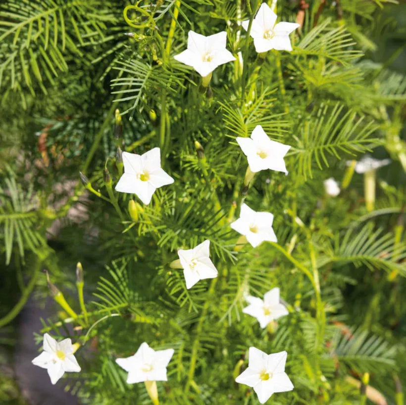 Cardinal Climber Vine Seeds - White Flowers, Morning Glory Variety, Pollinator Attractor - 50 Seeds (Ipomoea quamoclit)