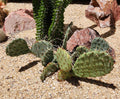 Opuntia Macrorhiza Plains Prickly Pear Cactus Pad Cutting - Flagstaff Arizona - Succulent Plant Cutting, 1 Piece