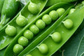 Green Arrow Pea Seeds - Fresh Organic Pea Seed - Pisum sativum - Non-GMO Gardening Supplies, FREE Shipping