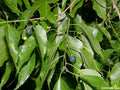 Sugarberry Tree Seeds - 10 Pack - Celtis laevigata - First Year Fruit - Free Shipping