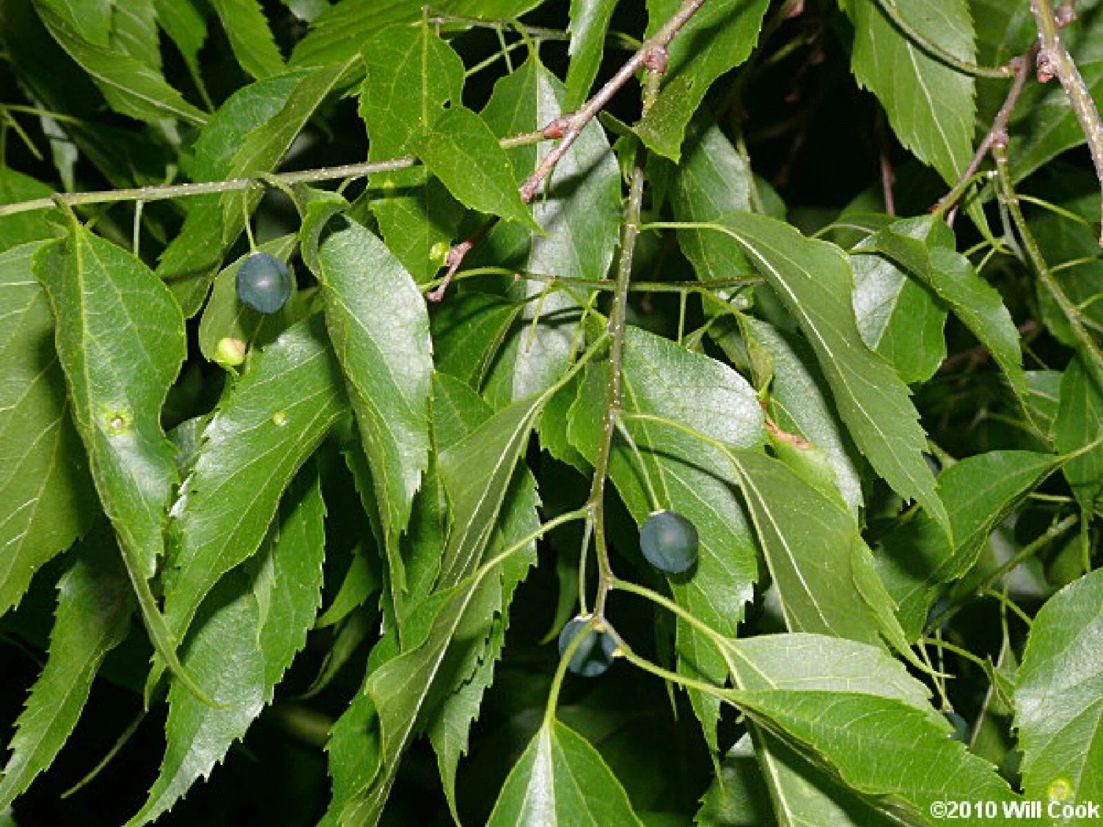 Sugarberry Tree Seeds - 10 Pack - Celtis laevigata - First Year Fruit - Free Shipping