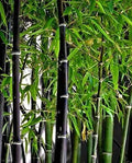 Rare Black Bamboo Seeds - 100 Count - Grow Unique Phyllostachys nigra Plants