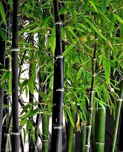 Rare Black Bamboo Seeds - 100 Count - Grow Unique Phyllostachys nigra Plants
