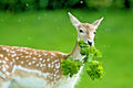 Deer Proof Wildflower Mix - 2000+ Seeds, 15 Varieties, Native Annual & Perennial Blooms, Pollinator Friendly