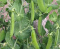 Pea Seed, 20+ Seeds, Little Marvel Heirloom, Non-GMO, Perfect Peas, Pisum sativum