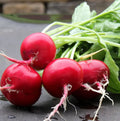 German Giant Radish Seeds - 100+ Heirloom Organic Non-GMO - Fresh Garden Seeds