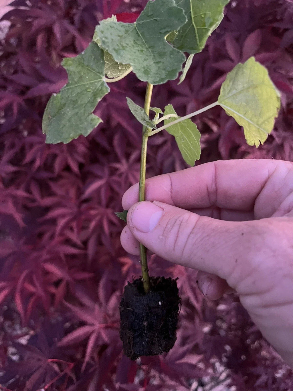 Kadota Fig Tree – Ficus carica Live Plant | Cold-Hardy Bare Root Starter for Patio, Garden, Orchard | Easy to Grow Fruit Tree