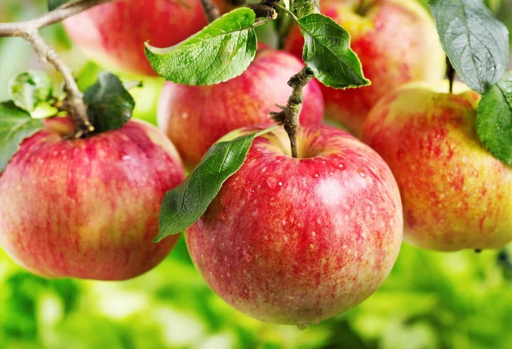 Apple Tree Seeds - 30 Seeds - Malus pumila, Common Apple Tree for Planting
