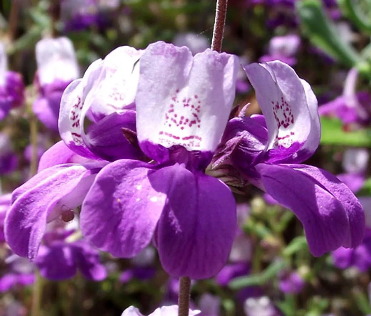 Collinsia Chinese Houses Seeds - 1000+ Purple White Annual Wildflower - Collinsia heterophylla - Free Shipping USA